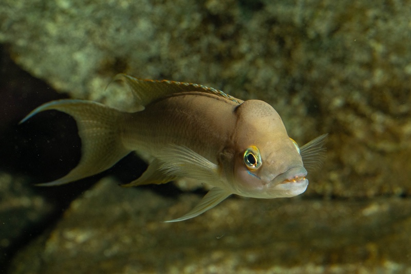 Neolamprologus longicaudatus 'Milima Island'